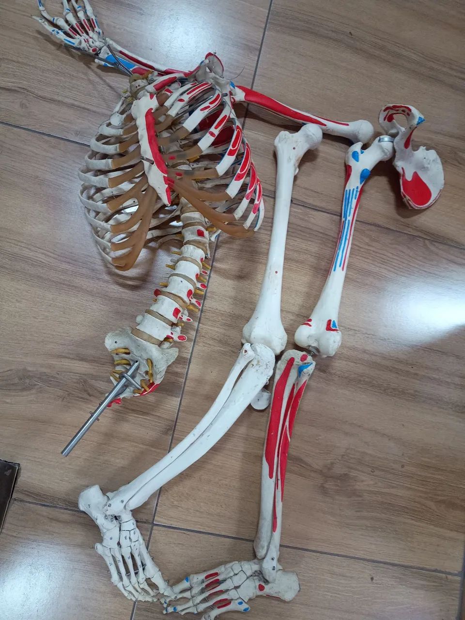 Esqueleto humano de 85cm - Foto 2