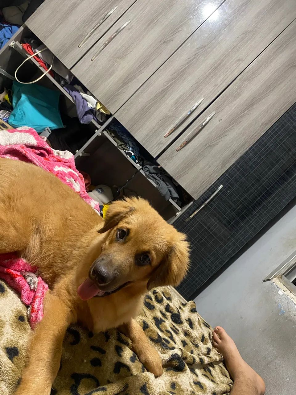 Cão  - Foto 2