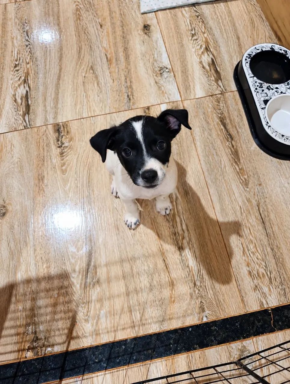Doação cachorro/cãozinho  - Foto 2