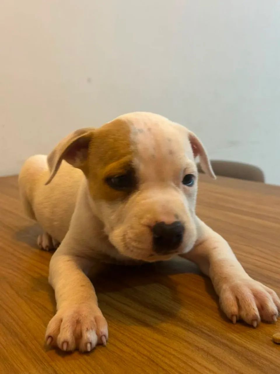 Pit Bull legítimo  - Foto 2