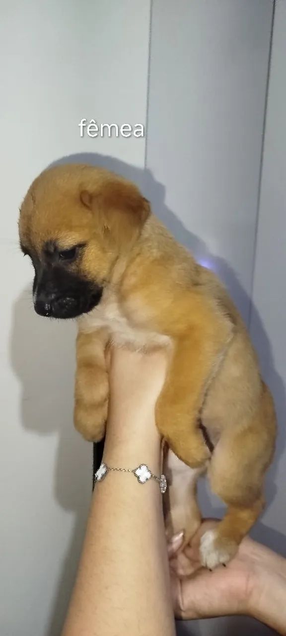 Dog para adoção  - Foto 4