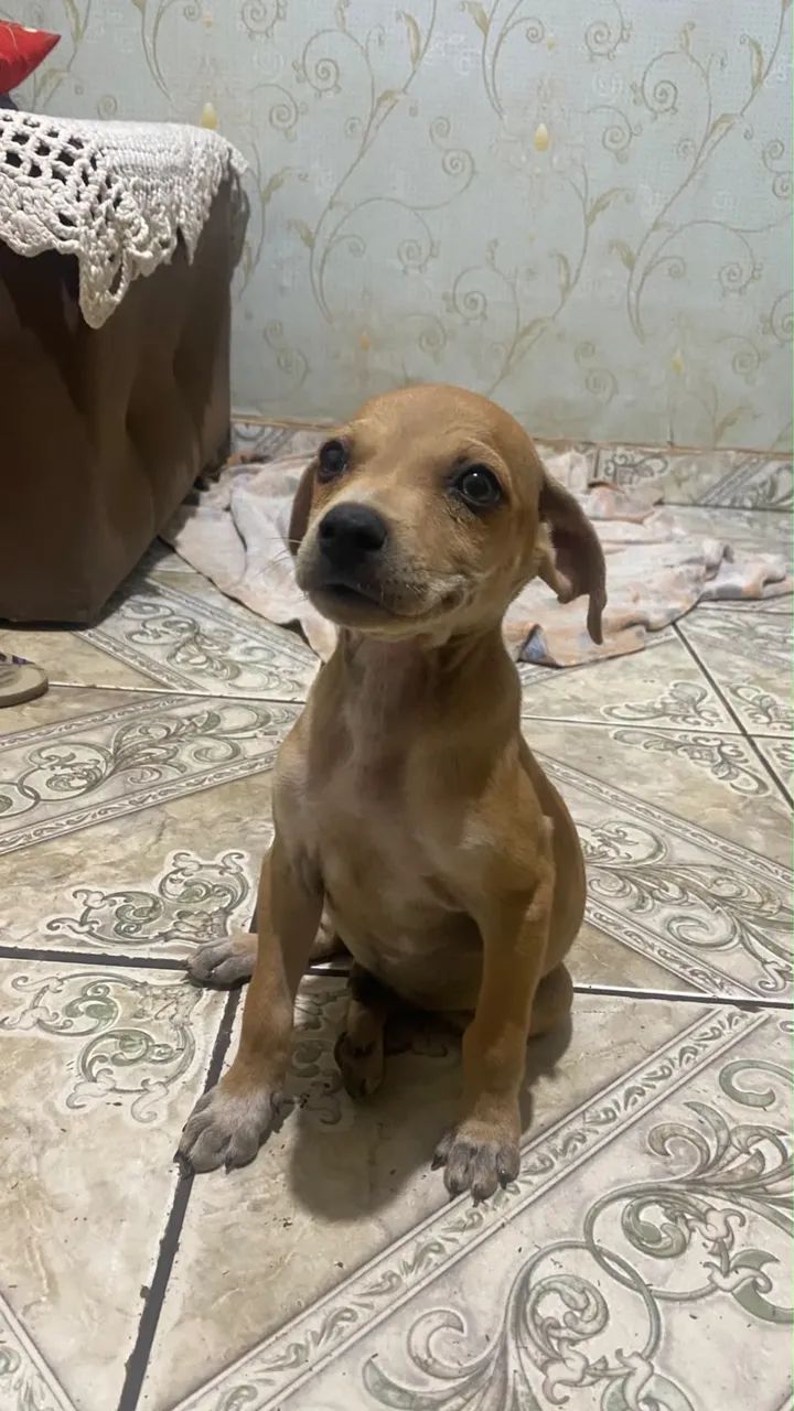 Doação de cachorro 