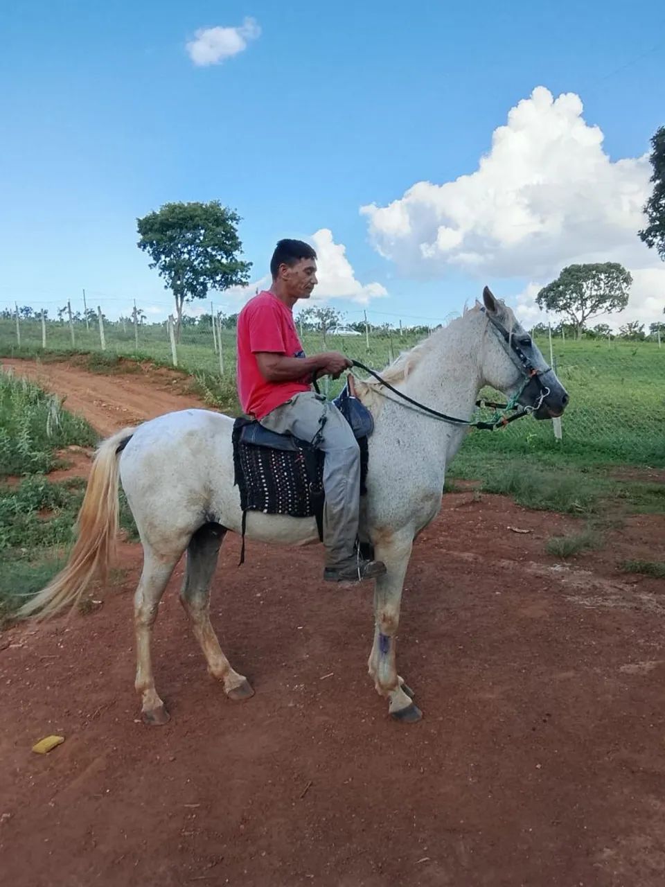 Cavalo Domado  - Foto 4