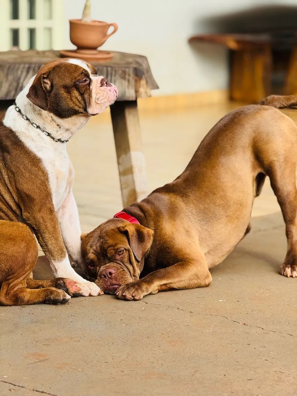 Buldogue campeiro  - Foto 5