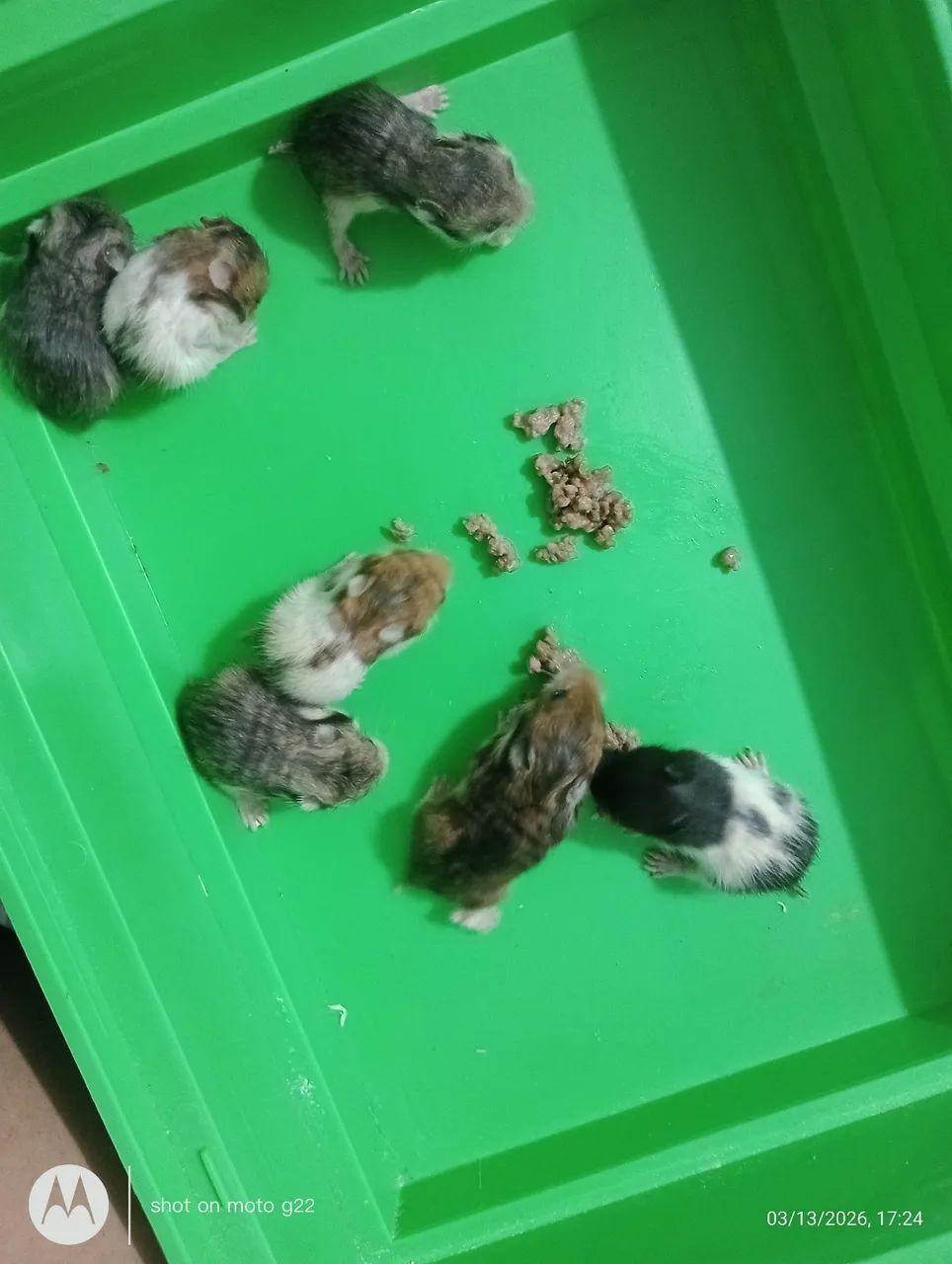 Filhotes Hamster Sírio - Foto 3