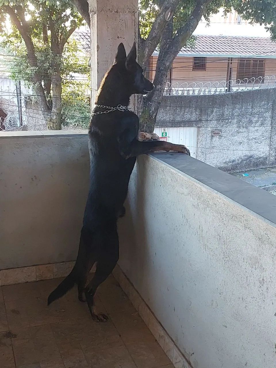 Pastor Belga macho para cruzamento  - Foto 4