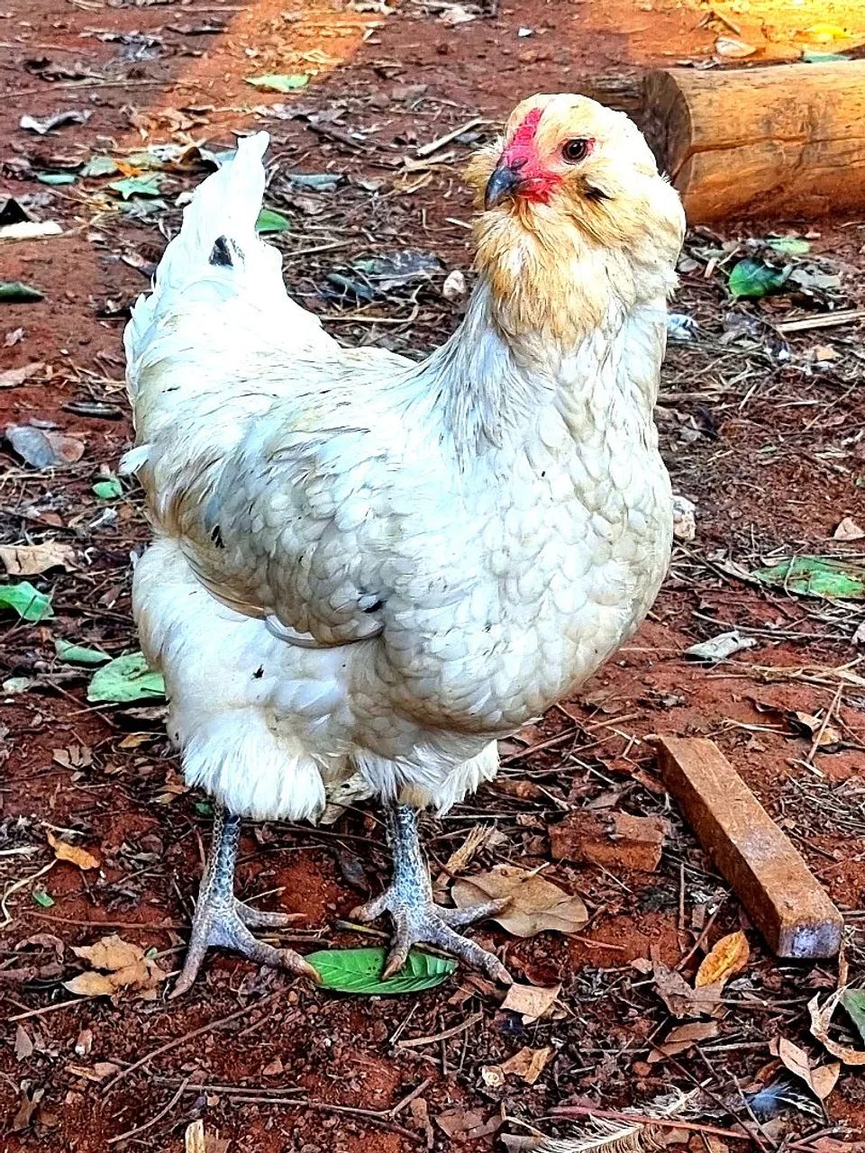 Ovos férteis Ameraucana 
