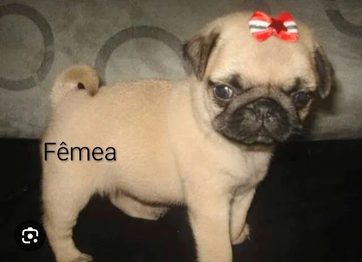 Pug fêmea e macho - Foto 4
