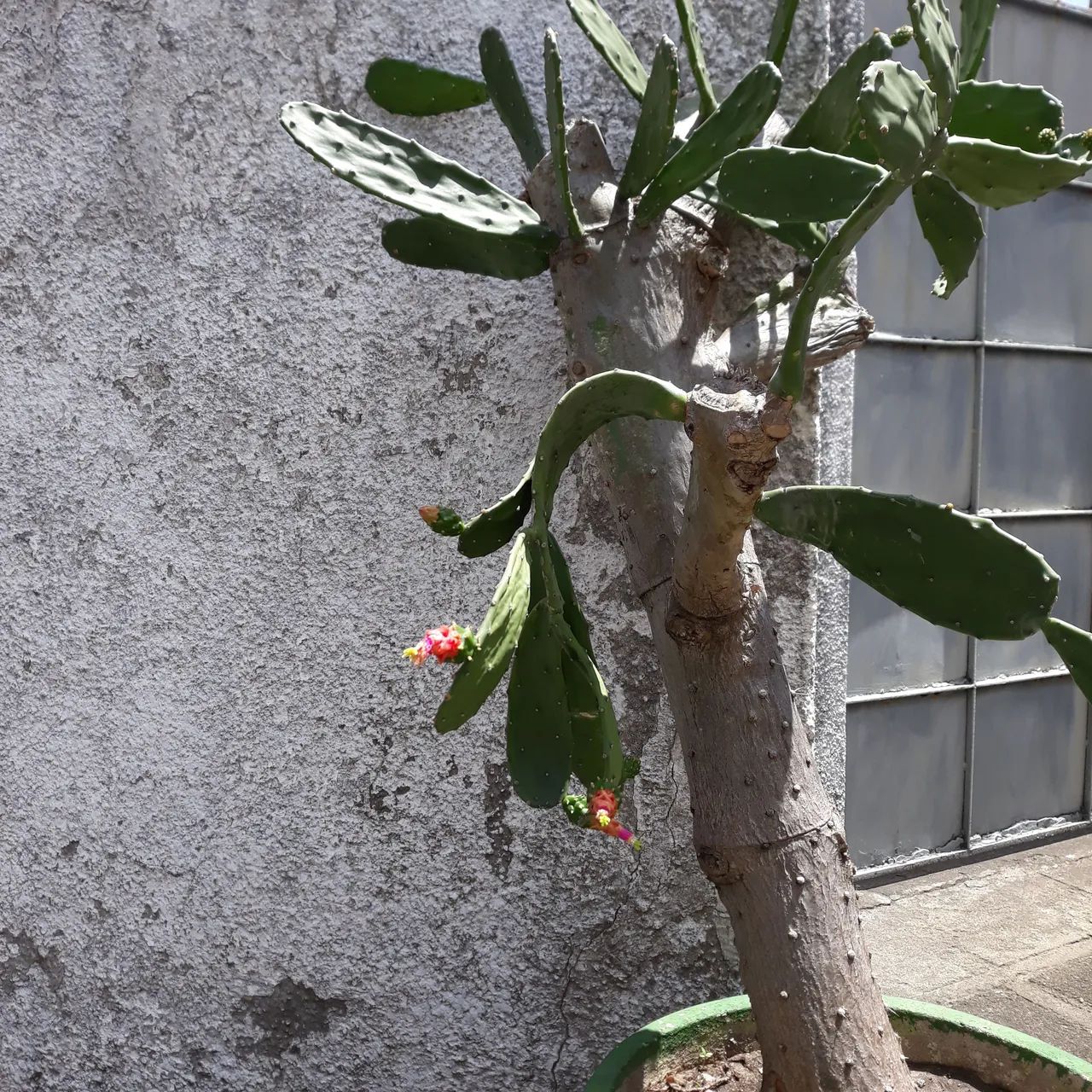 Planta - Foto 3