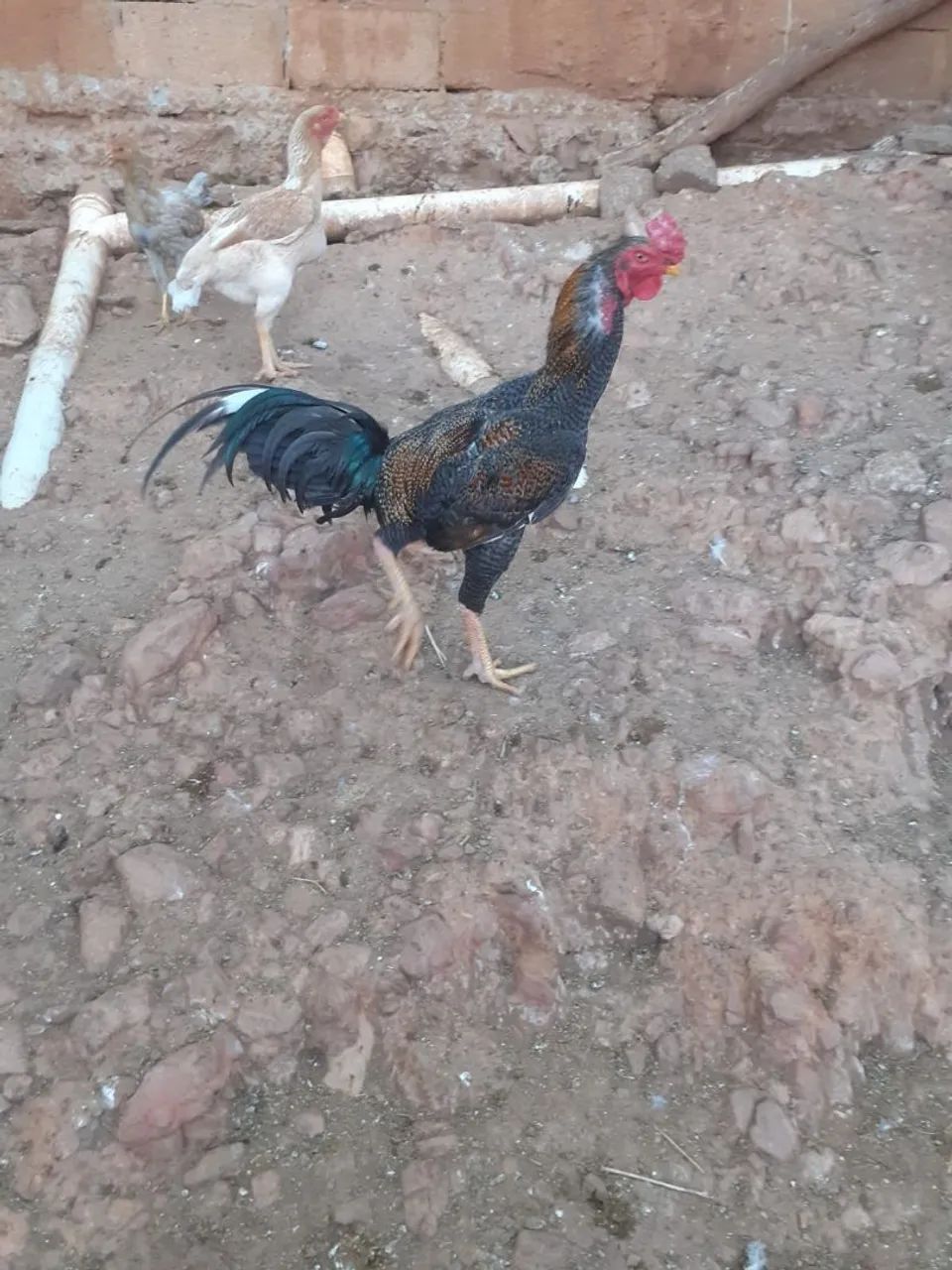 Vende - se VALOR A COMBINAR