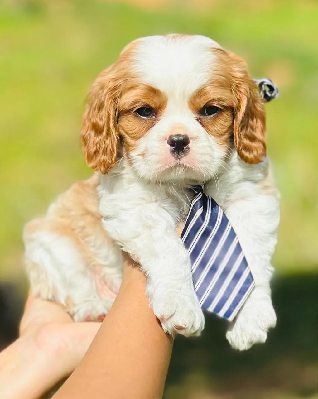 CAVALIER KING ALTO PADRÃO!!!