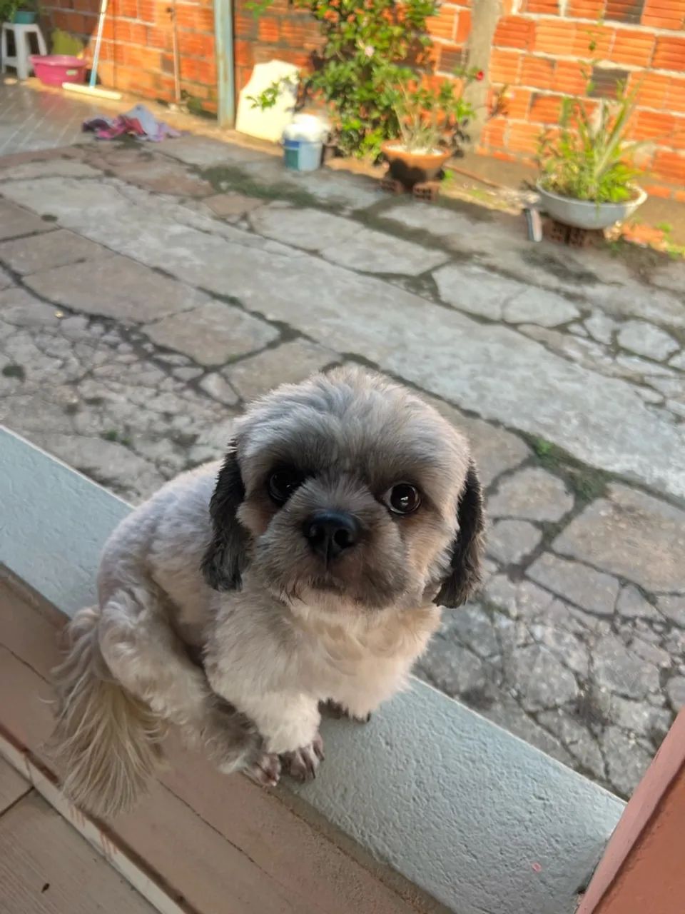 Cachorro macho shitszu  - Foto 3