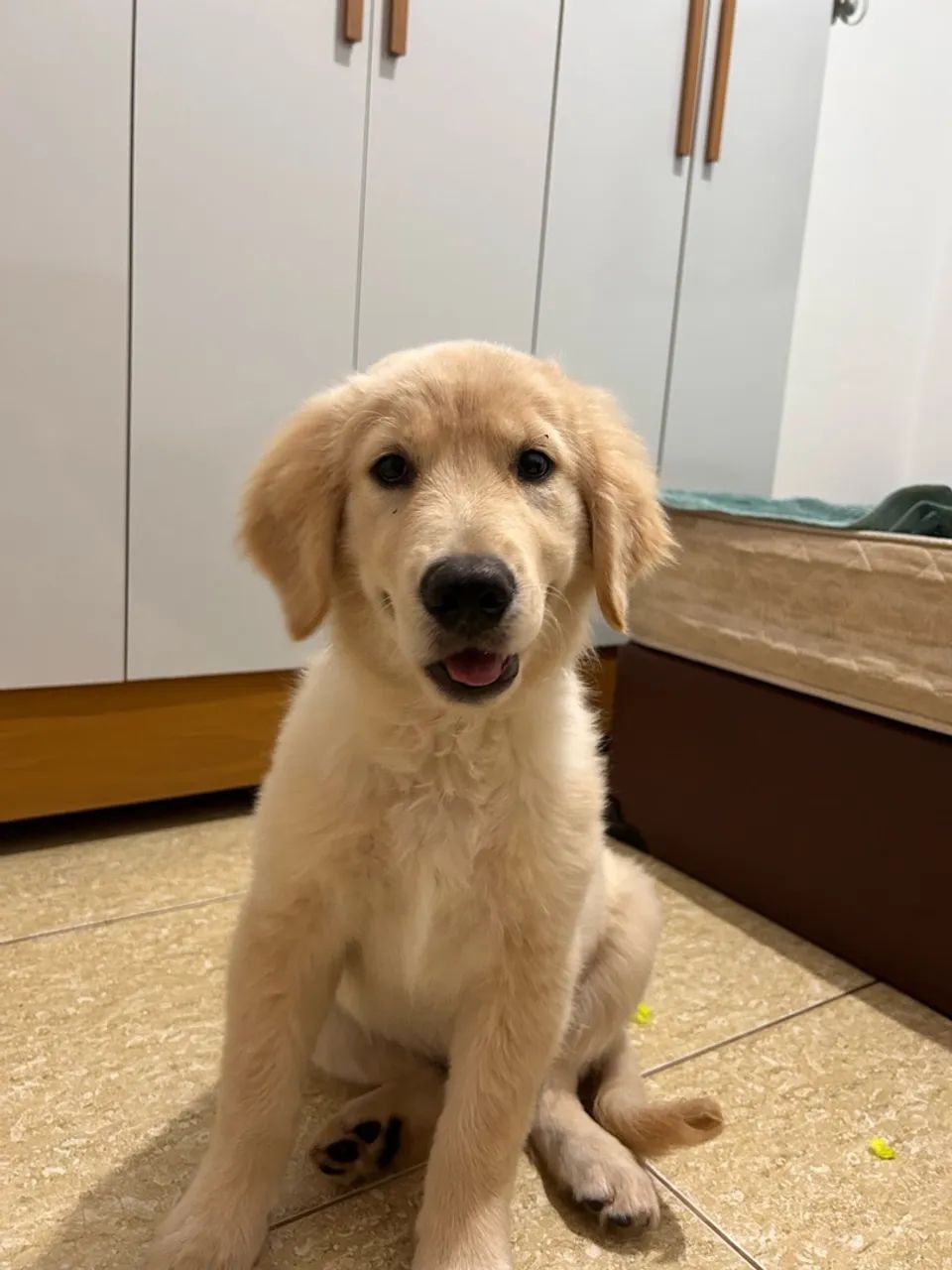 Golden - 4 meses - Foto 4