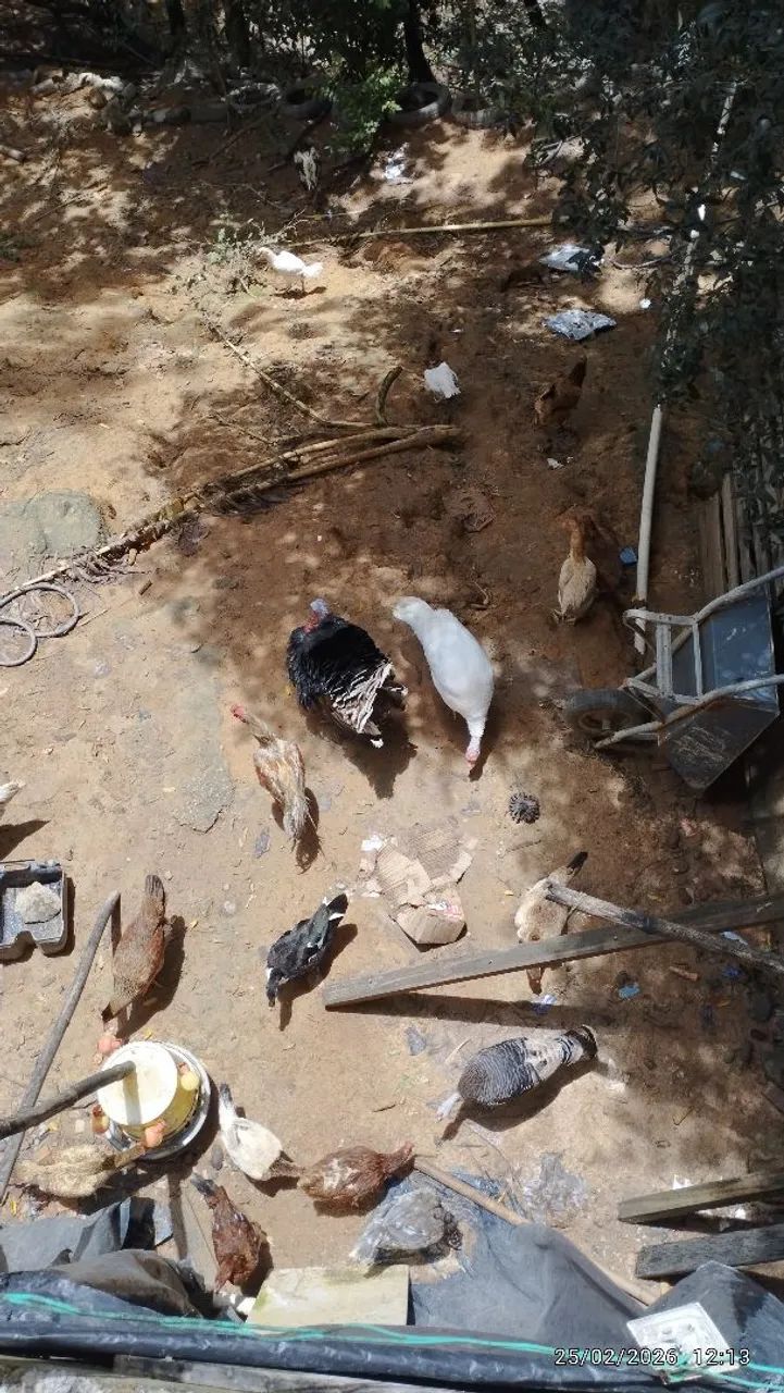 Peru macho branco - Foto 3