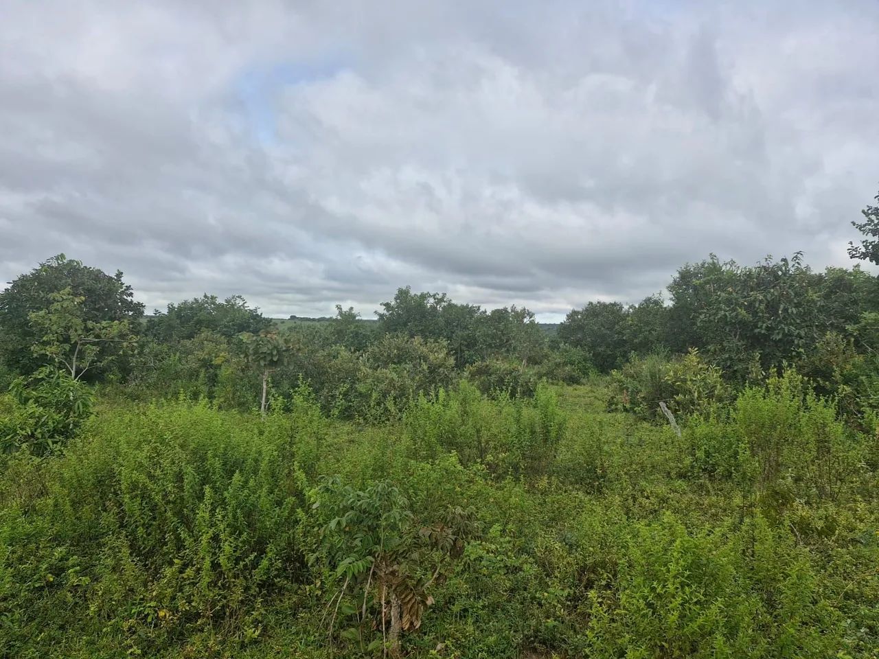 Area para reserva florestal 