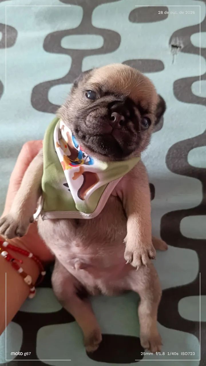 Pug  - Foto 3