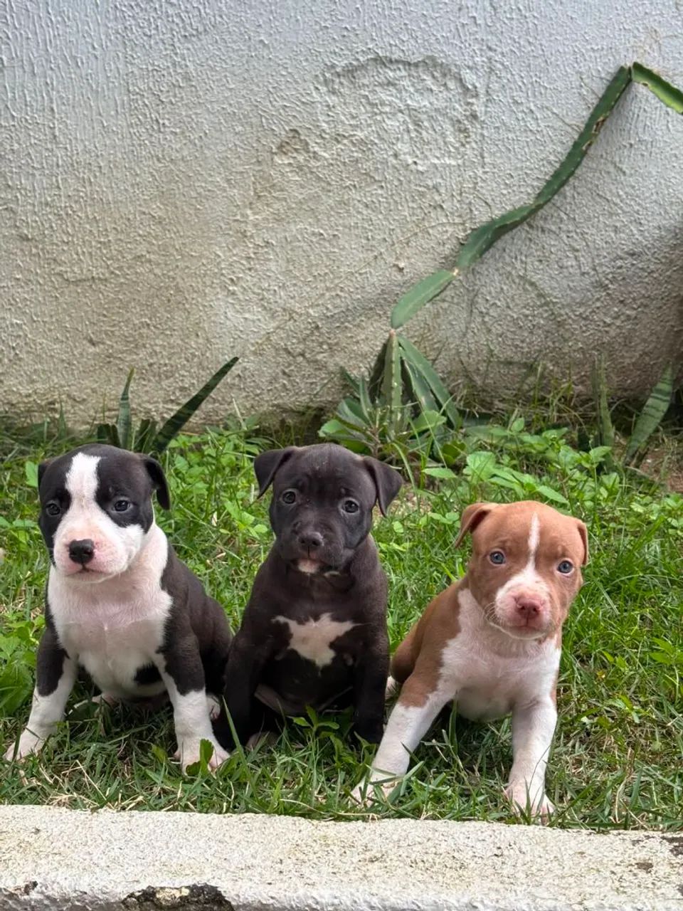 PITMONSTER, PITBULL - Foto 4