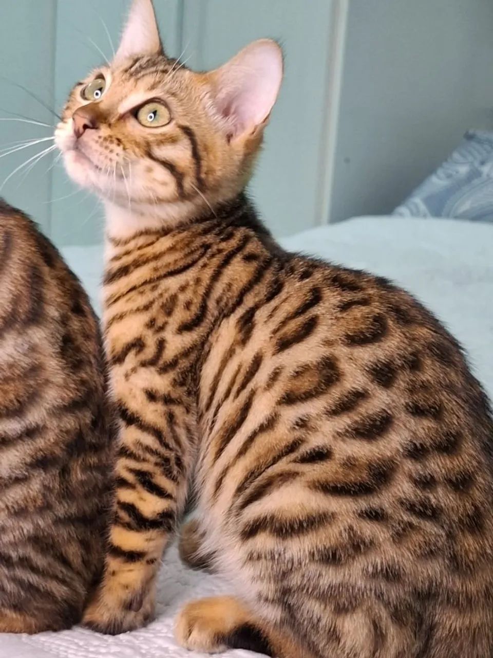 Bengal Disponível  - Foto 5