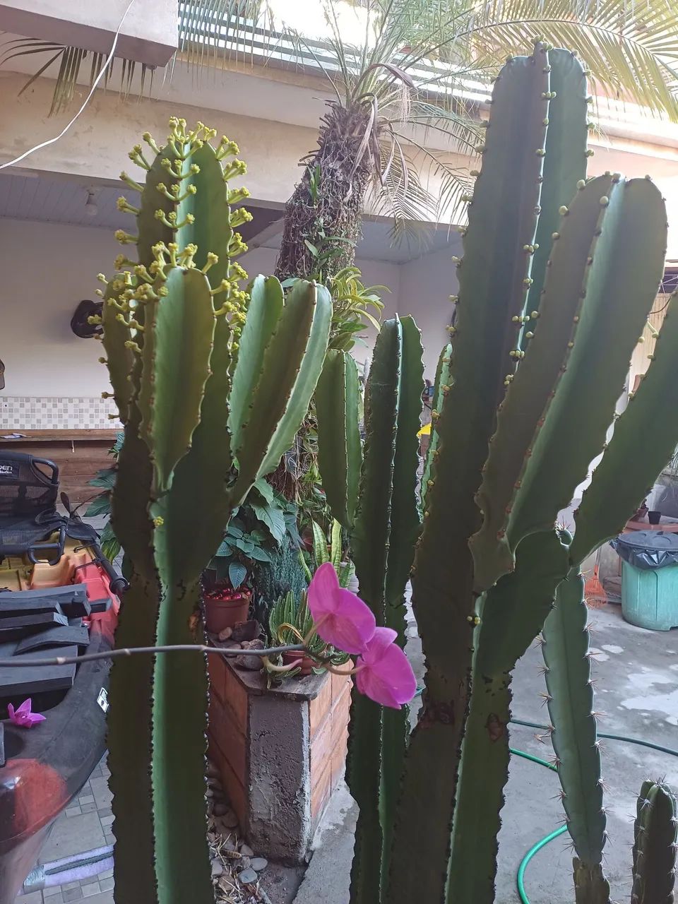 CACTOS MANDACARU BEM FORMADO 