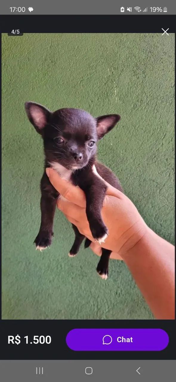 Chihuahuas  - Foto 3
