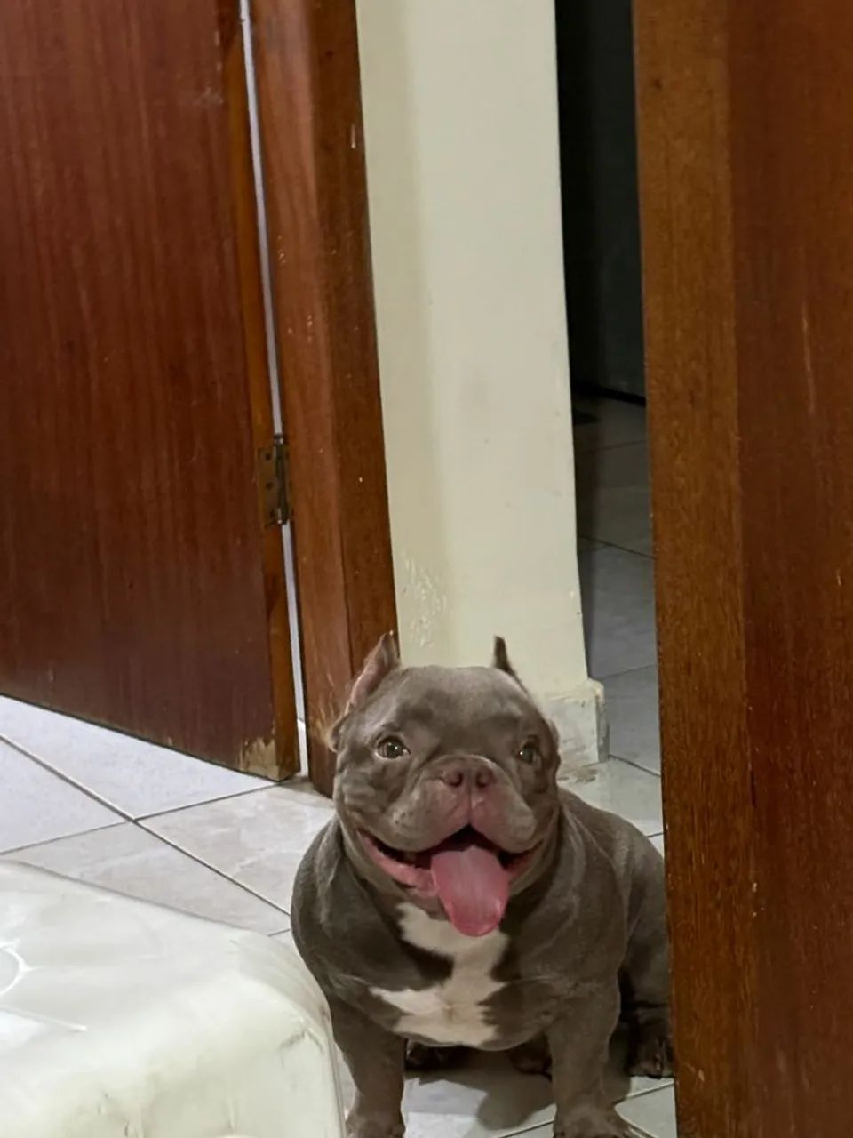 American bully micro - Foto 5