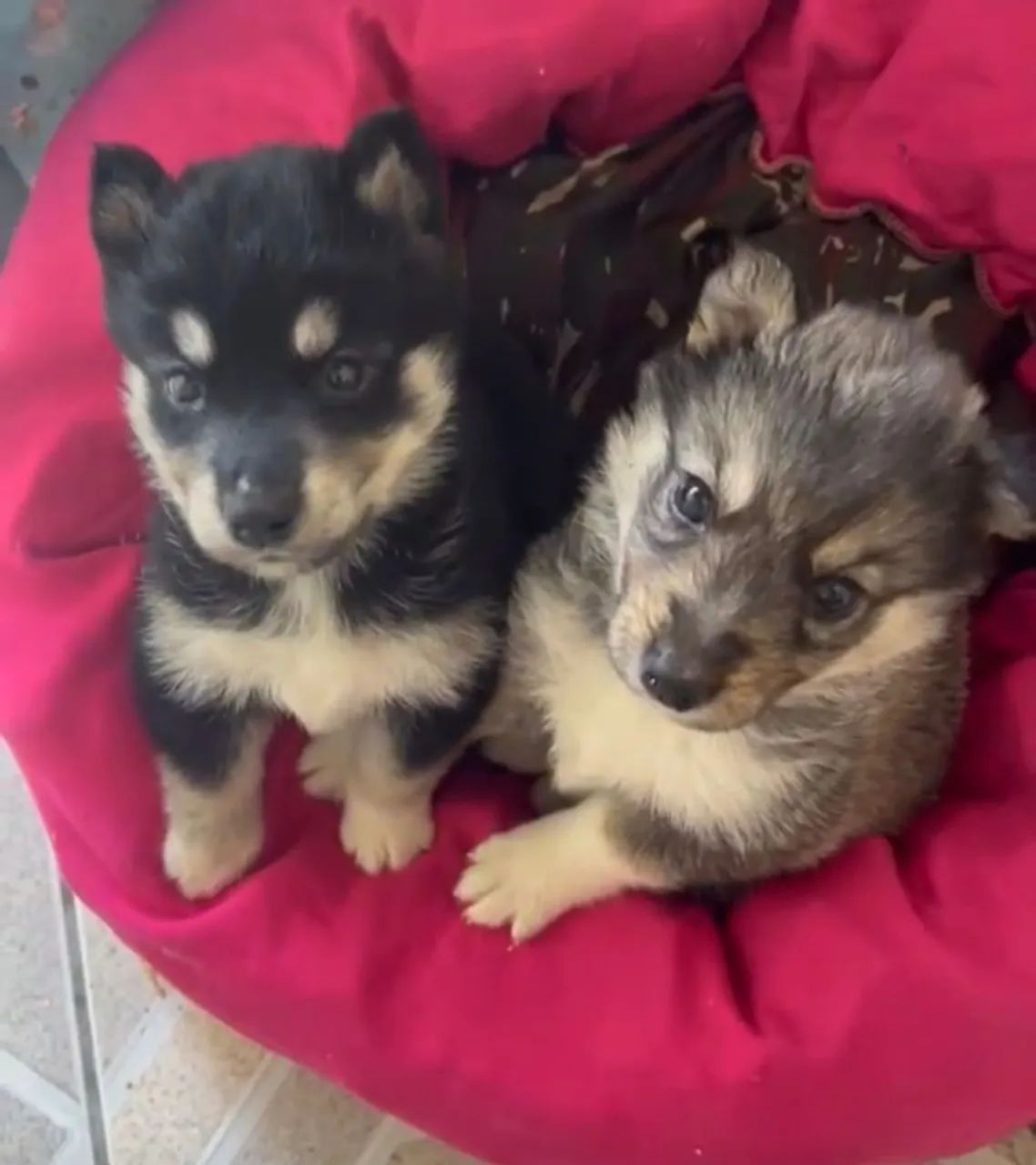 Filhotes de husky  - Foto 3