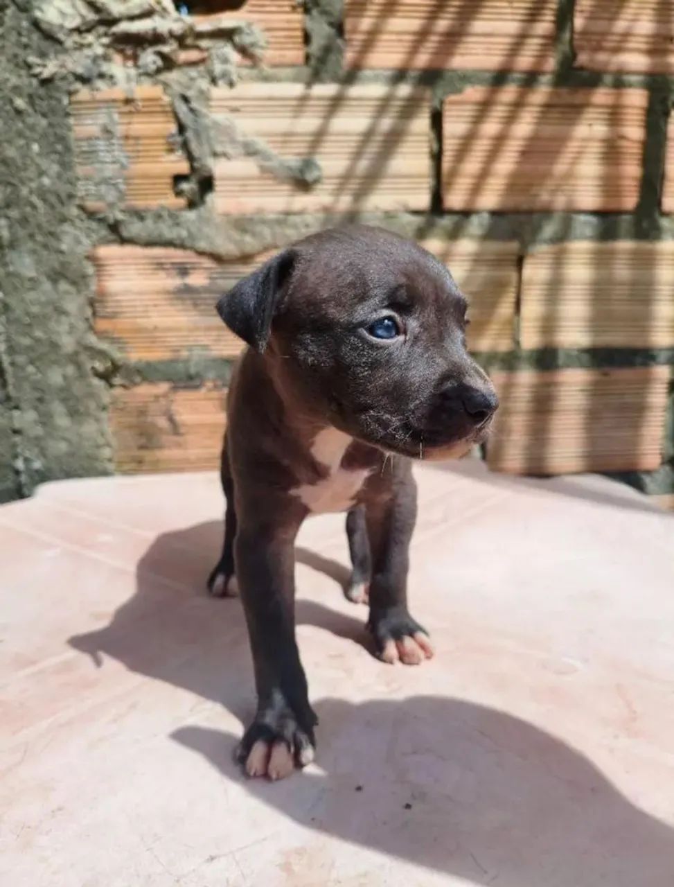 FILHOTES DE PITBUL DISPONÍVEIS  - Foto 4