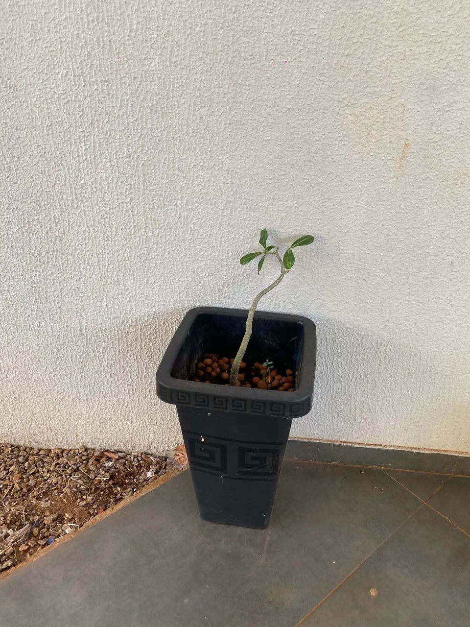 Muda de Planta Rosa do Deserto