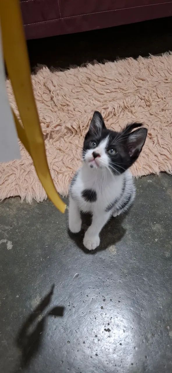 Adoção de gatinho urgente!! - Foto 3