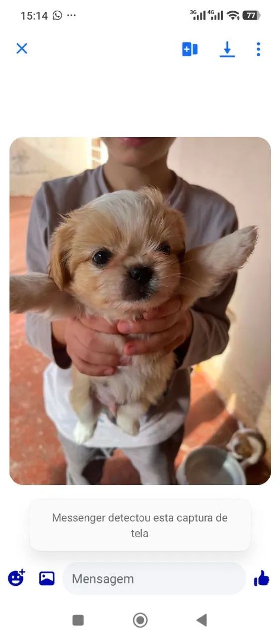 Shihtzu  - Foto 2