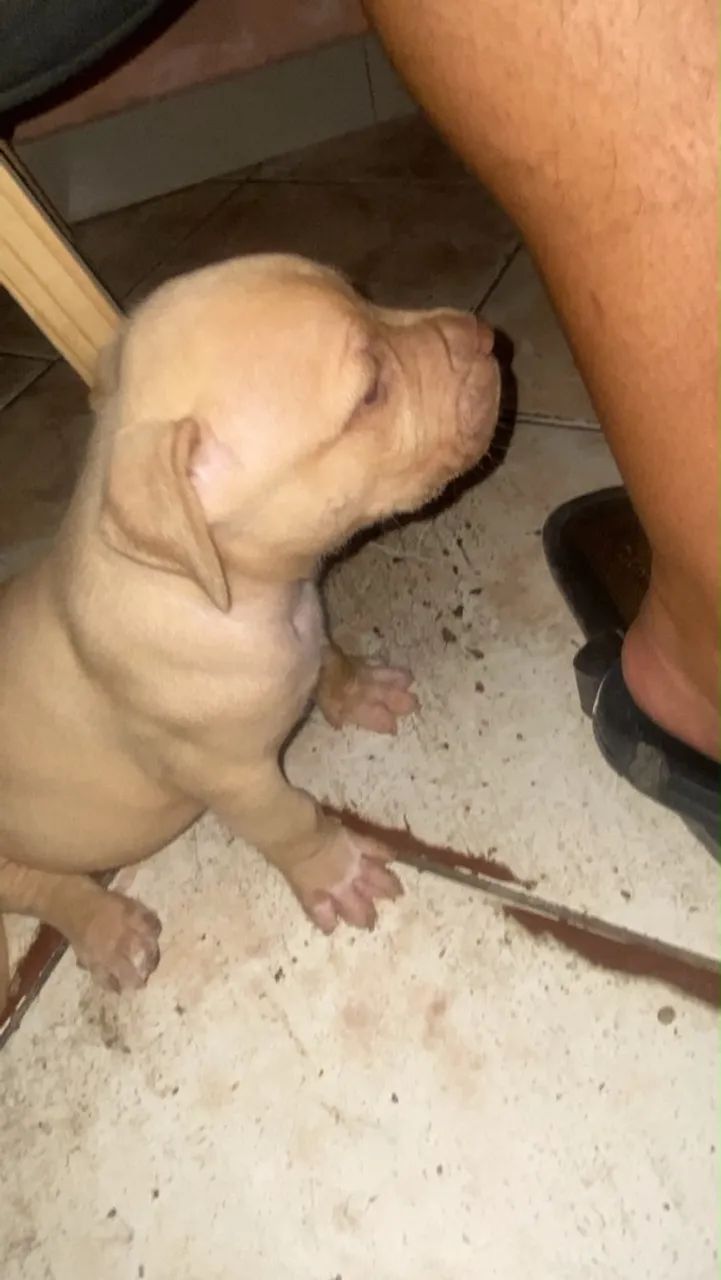 Pit bull  - Foto 2