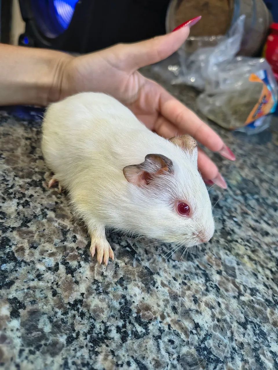 Conejo enano64962661036673122