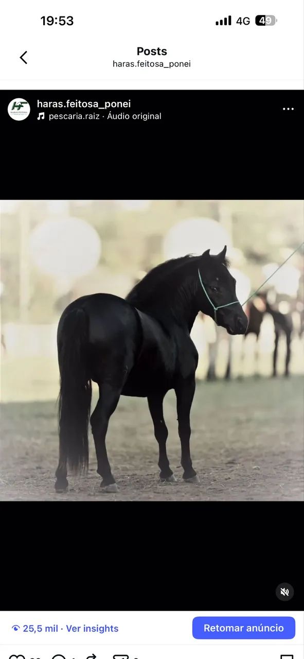 Cavalos pôneis.  - Foto 3