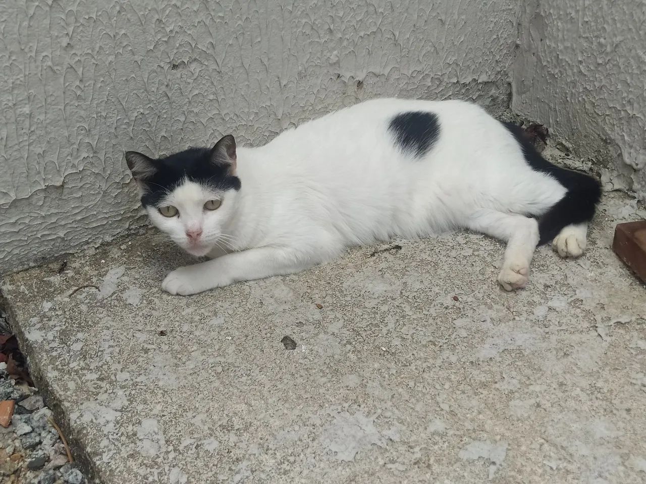 Adote a Sofia  - Foto 2