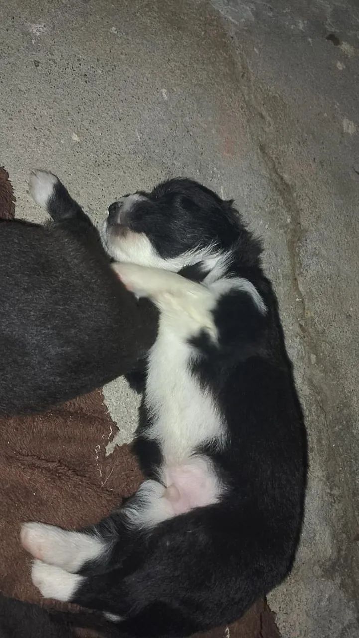 Cachorro que não cresce  - Foto 2