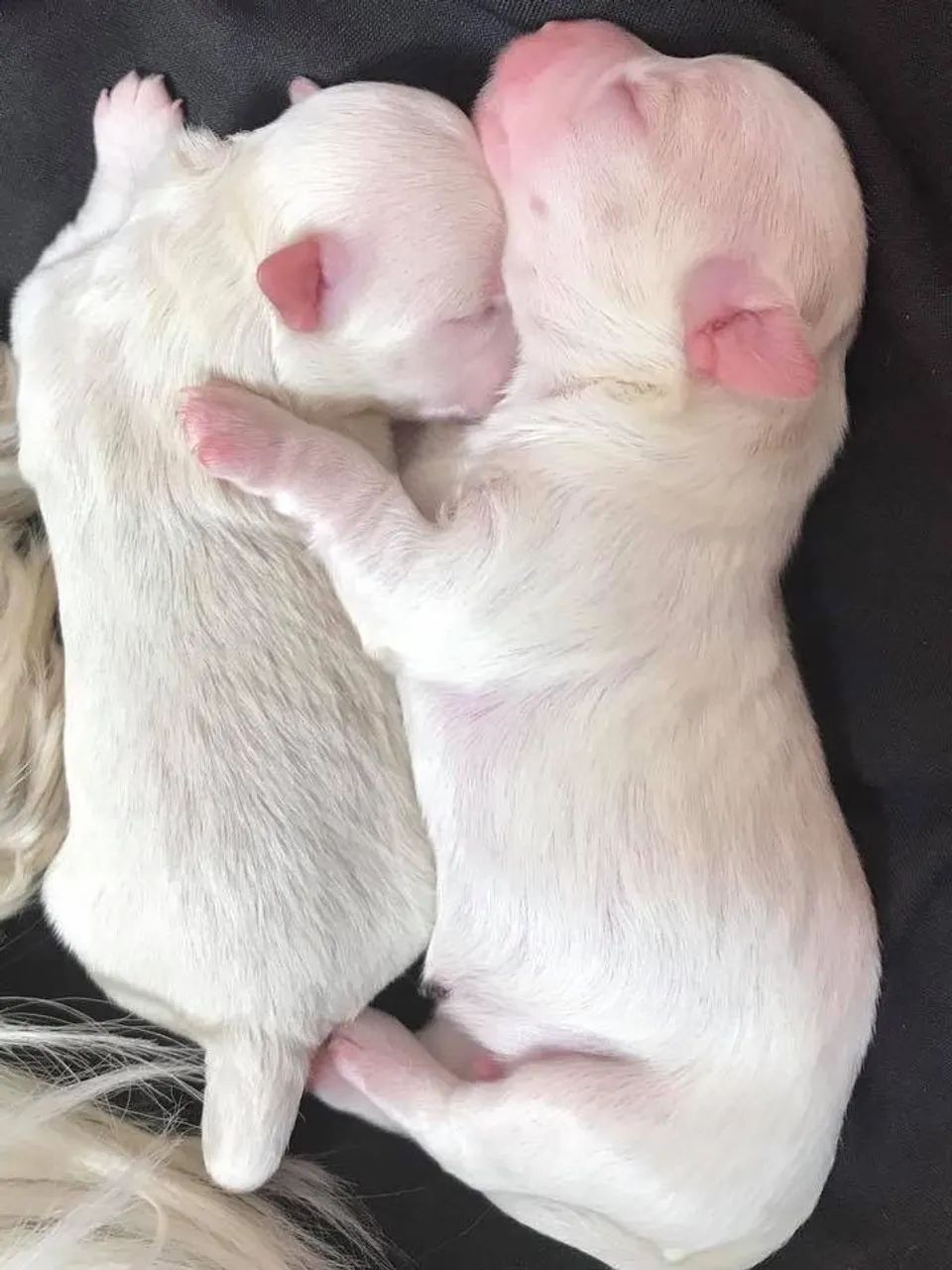 Cachorros Shitzu  - Foto 2