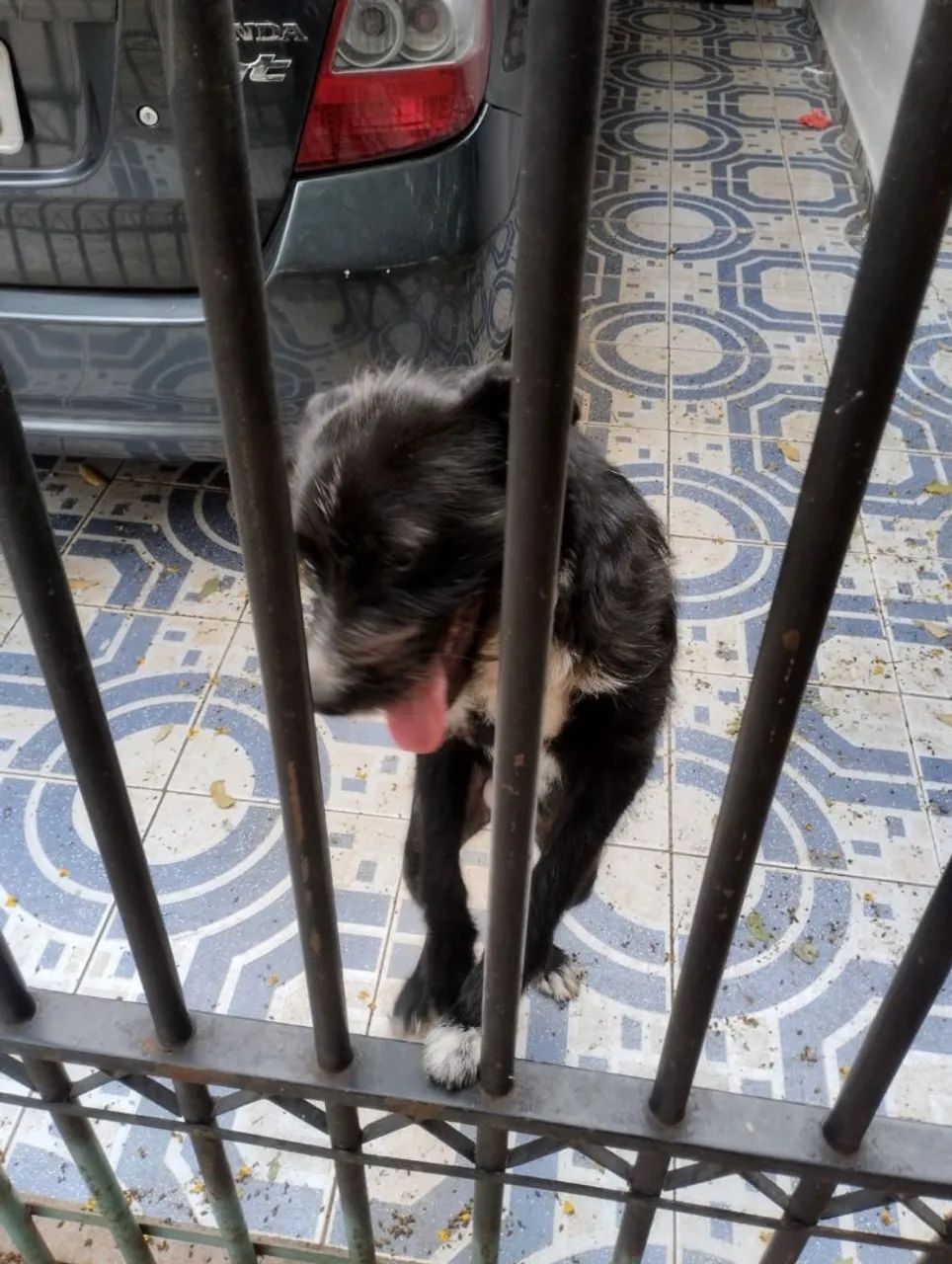 Doação de Cachorro filhote - Foto 2