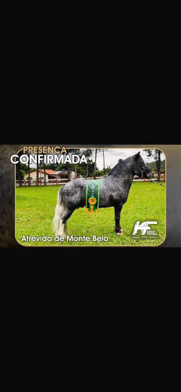 Cavalos pôneis.  - Foto 4