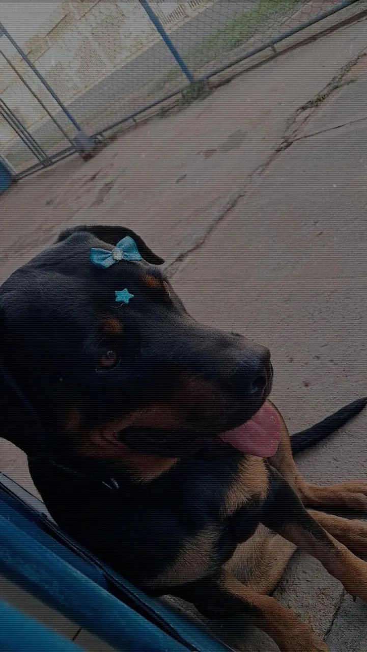 Adoção de Rottweiler  - Foto 5