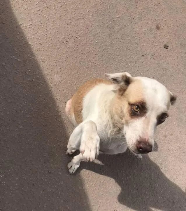 cachorro doacao