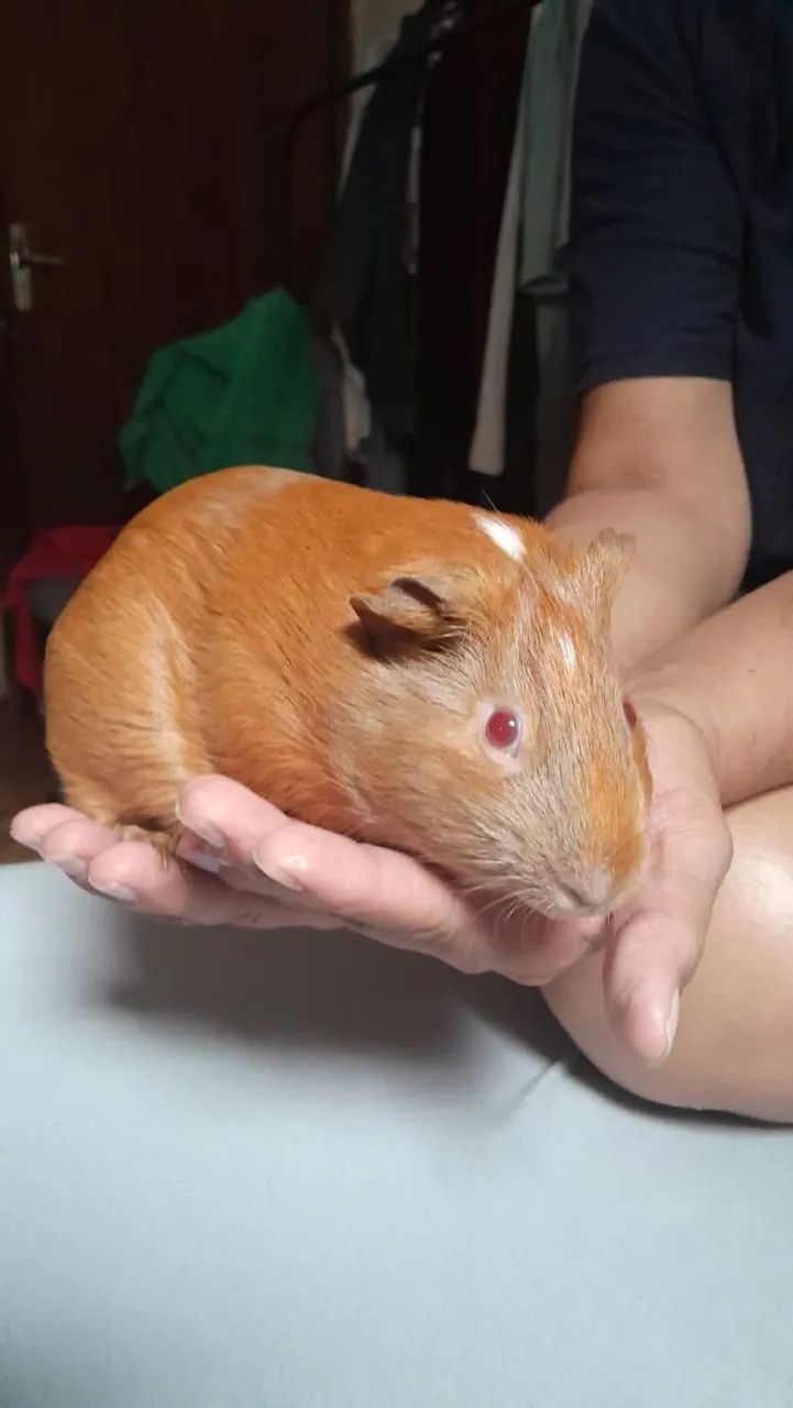 Porquinho da India (3 Fêmeas) - Foto 6