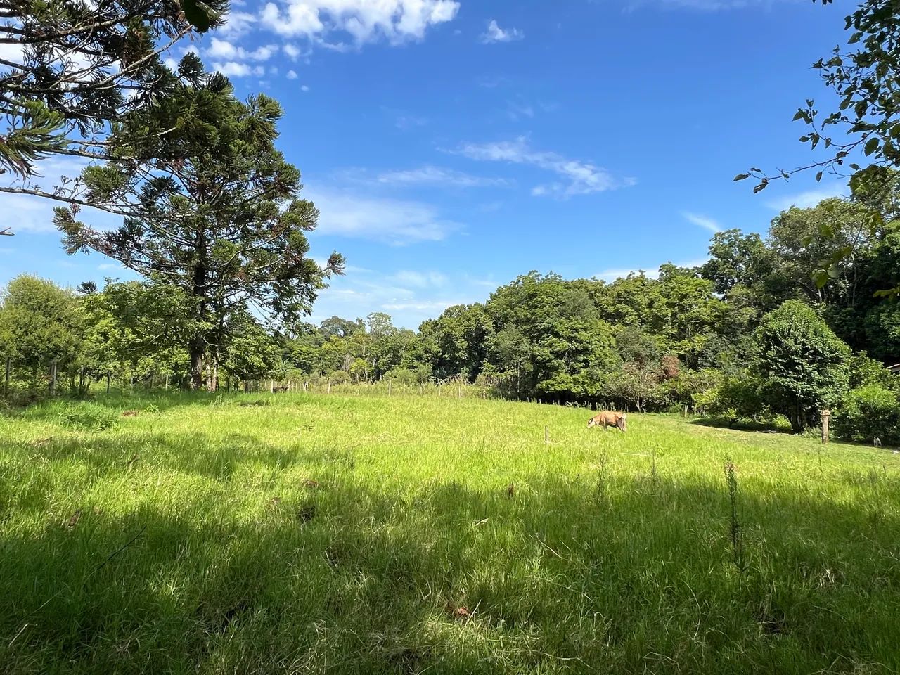 Foto - Lajeado - Floresta
