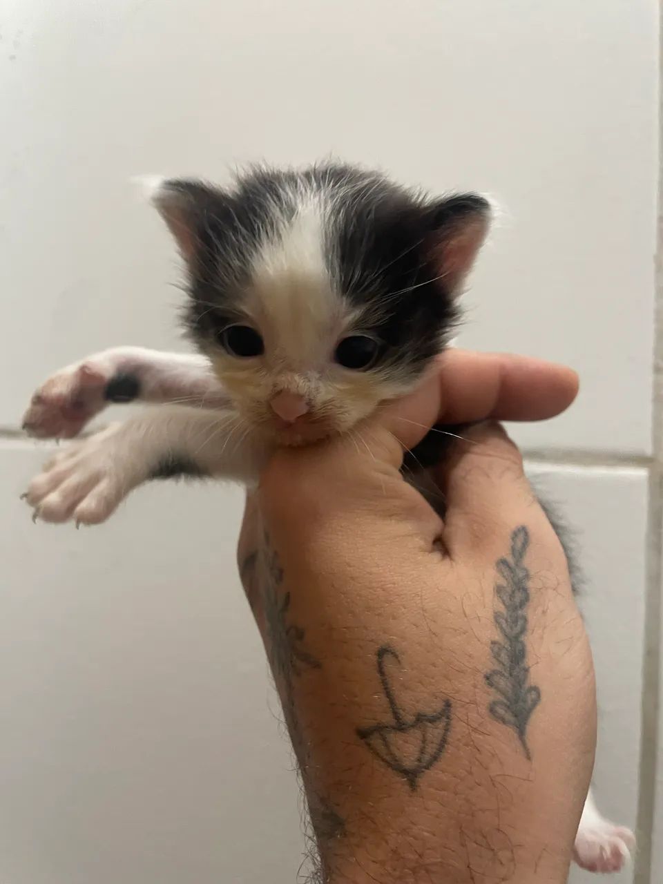 Gatinhos para adoção responsável - Foto 3