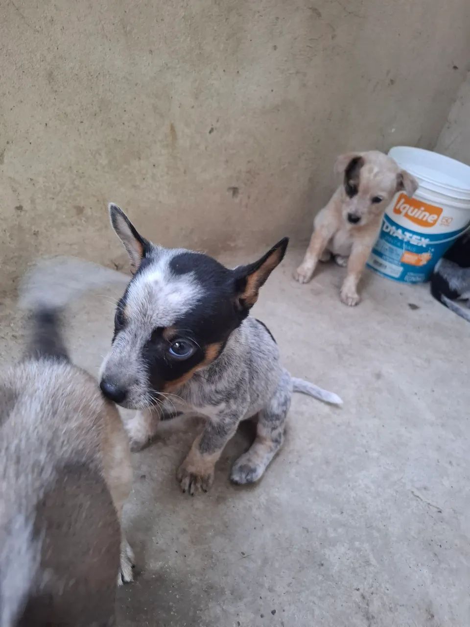 BOIADEIRO AUSTRALIANO DOAÇÃO - Foto 4
