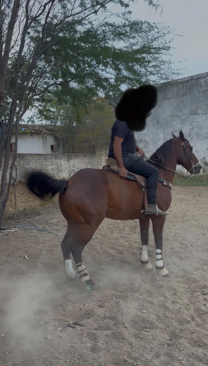 Cavalo vaquejada de esquerda quarto de milha 