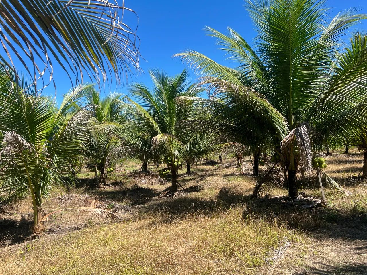 VENDO TERRENO NA ALÇA VIÁRIA KM 32  - Foto 2