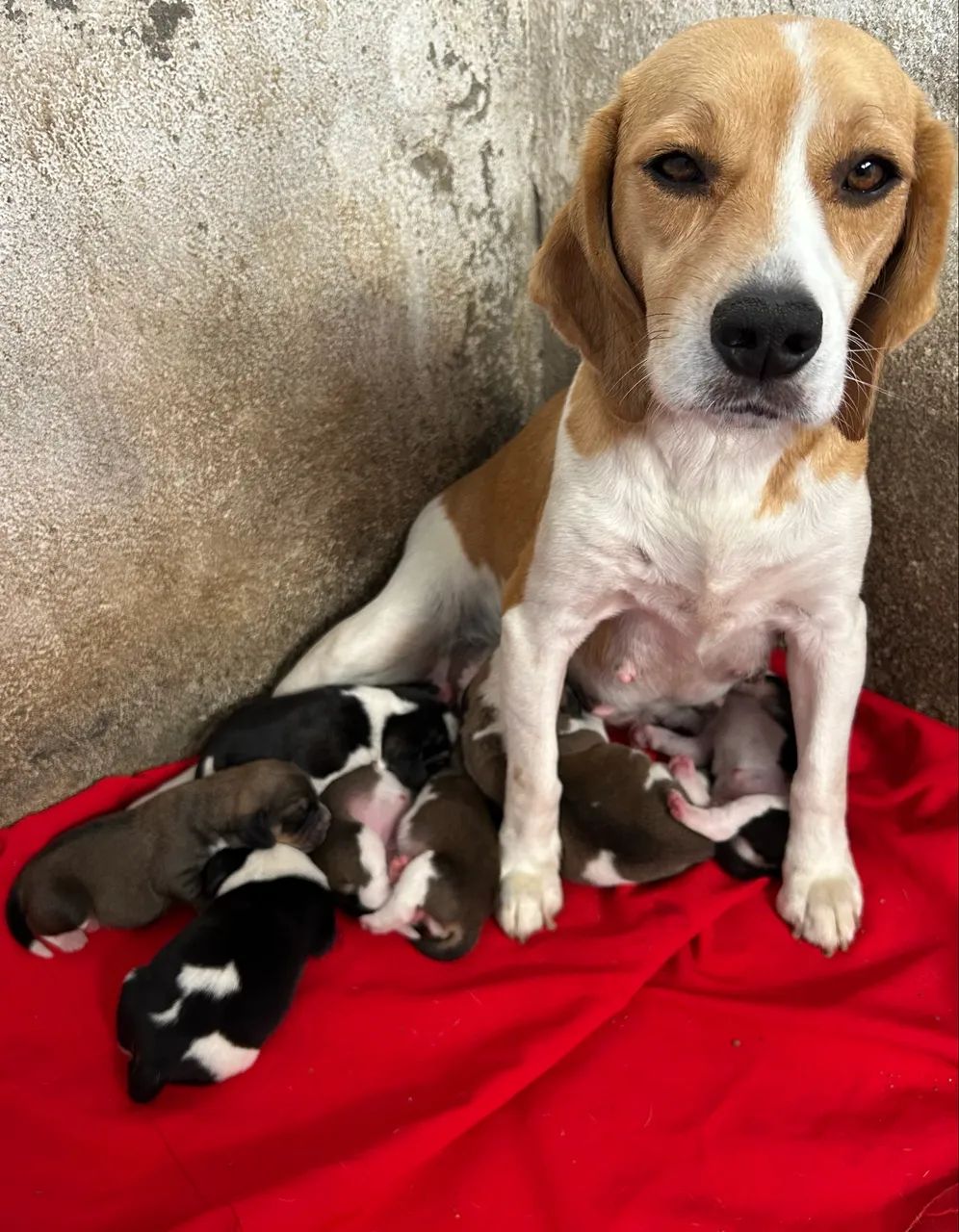Filhotes de beagles 