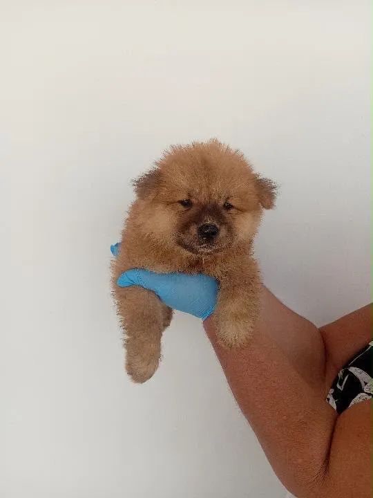 Venda de Chow Chow - Foto 3