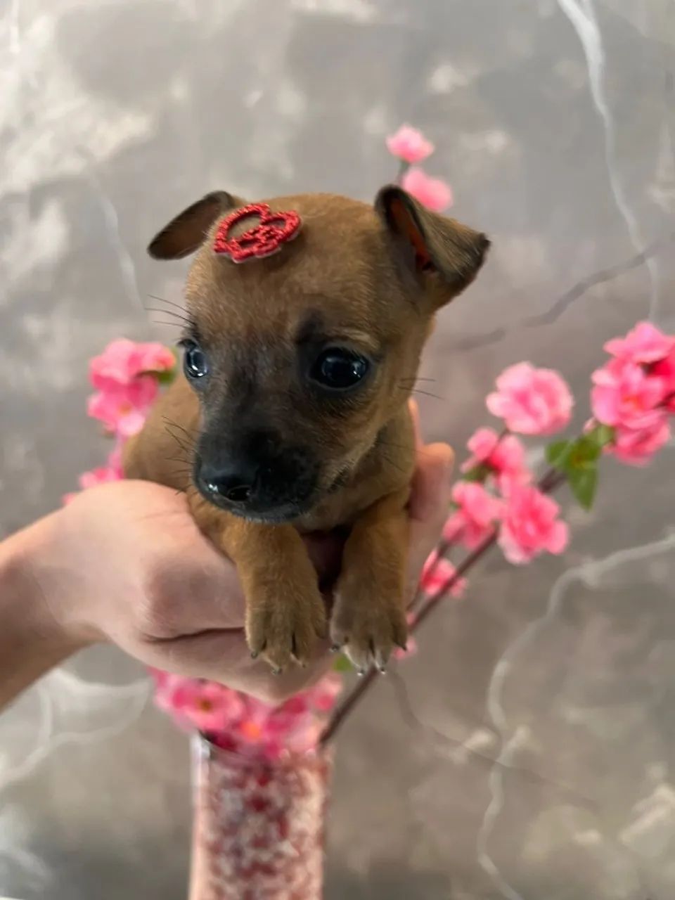 Pinscher 0