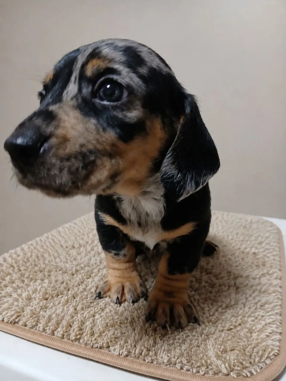 Venda Daschund  *  - Foto 5